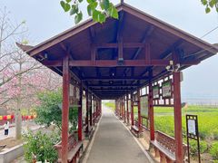 -中华茉莉园