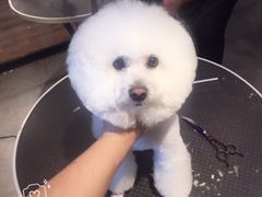 -西元前宠物酒店(郑庄府邸店)