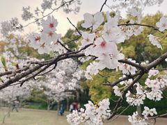 -上海共青森林公园