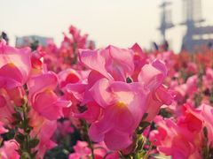 -海心沙亚运公园