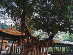-荔湾湖公园