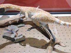 -国家自然博物馆