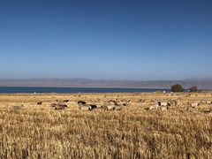 -青海湖国家重点风景名胜区