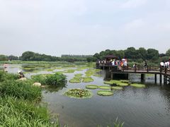 -荷塘月色湿地公园·向阳花洲