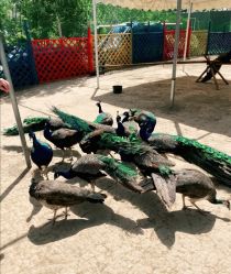 -萌宠亲子动物乐园(槐房万达店)