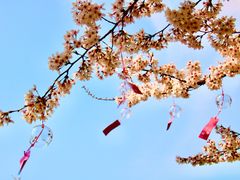 -古柏渡丰乐樱花园