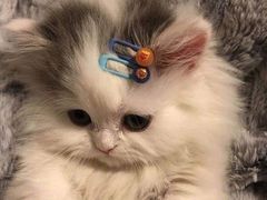 -袖虎·猫馆(体育西路店)