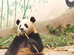 -中国大熊猫保护研究中心雅安碧峰峡基地