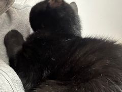 -艾吉宠物医院·疑难杂症转诊中心·猫友好(碧江路院)
