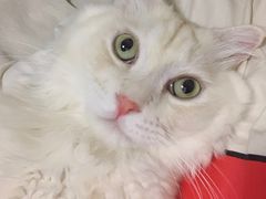 -喜多萌中农锦绣动物医院24H·猫科·牙科MRI·CT