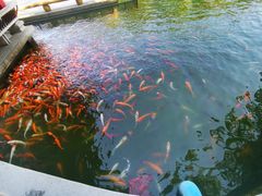 -广东圆玄道观