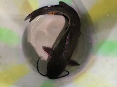 -青山青豆花·笑禅豆腐鱼(黄泥塝店)