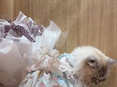 -MOCHA明星猫咖(田子坊店)