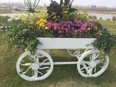 -荷兰花海