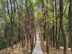 -火炉山森林公园