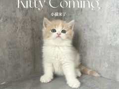 -小猫来了·猫舍(红山六九七九店)