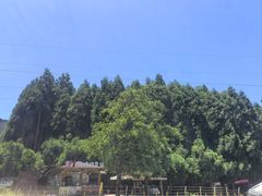 -武陵山森林公园