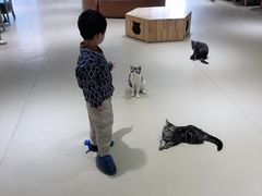 -藏猫猫咖啡主题馆(中央大道店)