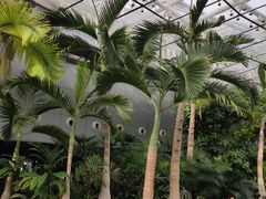 -北京植物园-展览温室