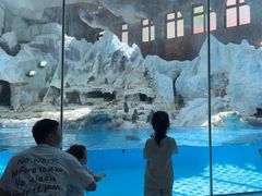 -帝企鹅自助餐厅•儿童岛•真企鹅(长隆企鹅酒店)