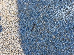 -春花秋色城市公园