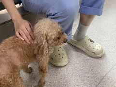 -谐和贝康宠物医院24小时·宠保定点(急重症转诊中心)