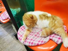 -猫咪博物馆(顶澳仔猫街店)