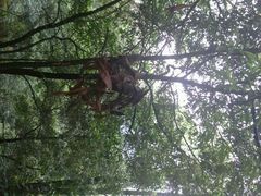 android_upload_pic-火炉山森林公园
