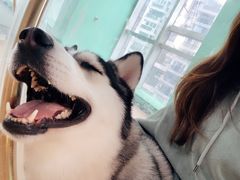 -Husky Go! 哈士奇体验馆·宠物咖啡厅狗咖