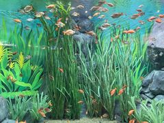 -上海海洋水族馆