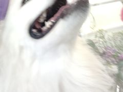 -共舞时光猫咖·狗咖(新街口店)
