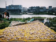 -芦潮港集贸市场