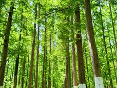 -黄海国家森林公园