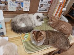 -滚猫咖啡·猫咖·猫友好撸猫(未来城店)