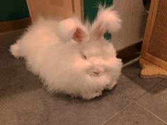 -飞行喵MR PILOT|猫舍·猫咖(静安大融城店)