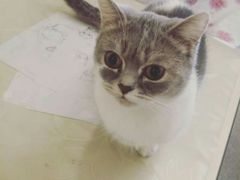 -猫色咖啡·猫咖