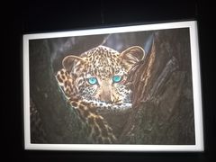 -罗红摄影艺术馆