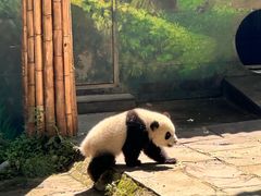 -中国大熊猫保护研究中心雅安碧峰峡基地