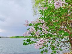 -丁香湖公园