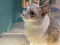-飞行喵MR PILOT|猫舍·猫咖(静安大融城店)