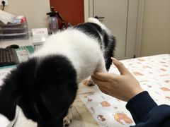 -御宝贝24h宠物医院·转诊中心·CT核磁血透中心(厦门总院)