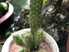 -三峡古玩城(泰古广场店)