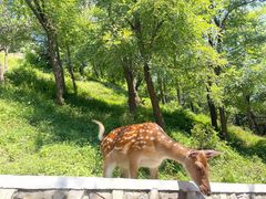 -大连森林动物园