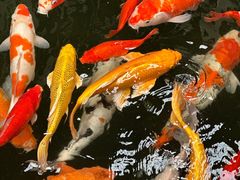 -南宫五洲植物乐园