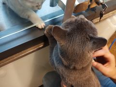 -帕帕拉兹宠物(亚洲旗舰店)