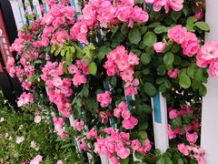-杭州湾海上花田景区