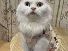 -楼上猫咖(罗湖店)
