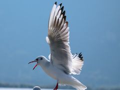 -海埂大坝