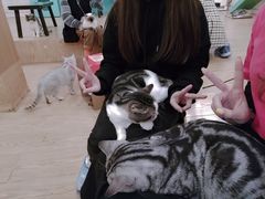 -萌喵咖啡屋(人民东路4号口M16商铺店)