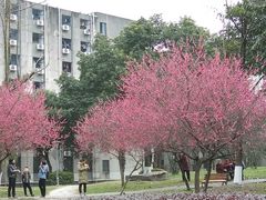 -四川大学(望江校区)